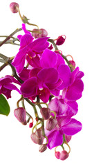 Branch of fresh purple orchid flowers and buds isolated on white background