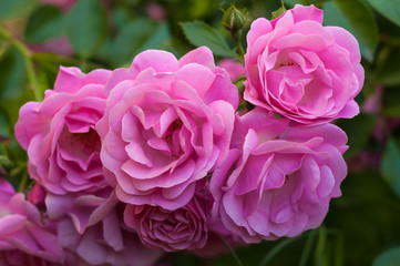Pink roses with buds on a background of a green bush in the garden. Beautiful pink flowers in the summer garden.