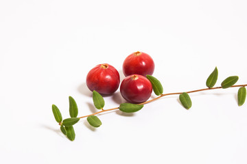 Three cranberries and a sprig with leaves on a white background. Studio, macro.