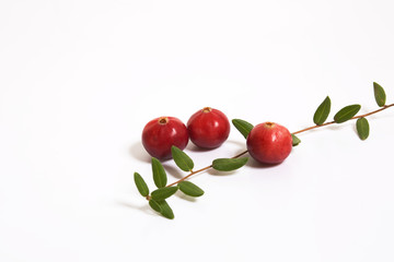 Three cranberries and a sprig with leaves on a white background. Studio, macro.