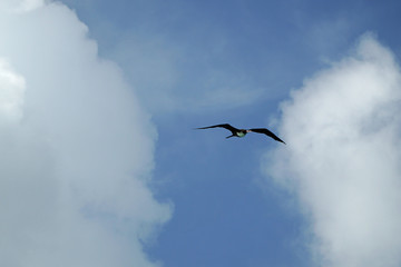 Flying Lesser Frigatebird