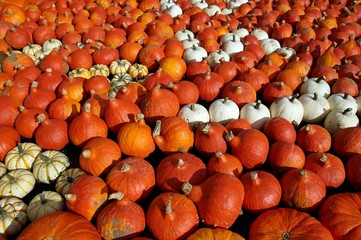 Kürbishintergrund als Herbstbild
