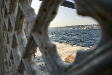 seagulls near to istanbul bosphorus