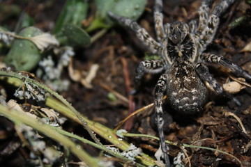 Tarantula (spider) is a large incestuous insect poisonous huge