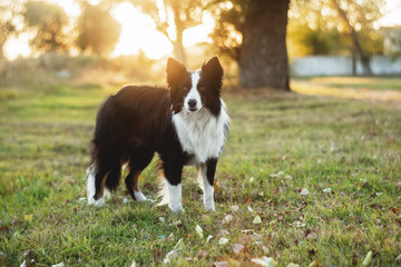 border collie dog walk in the park 