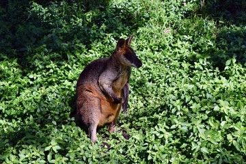 Wild wallaby kangaroo