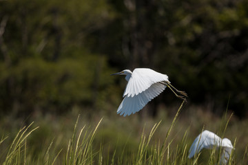 Egret in Flight