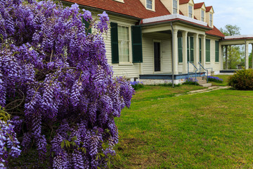 Wisteria in bloom on summer afternoon in Hopewell Va