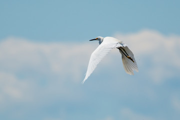 Egret in flight