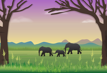Fototapeta na wymiar Elephants family in meadow. Nature landscape background