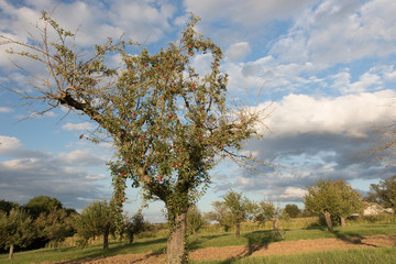 Apfelbaum