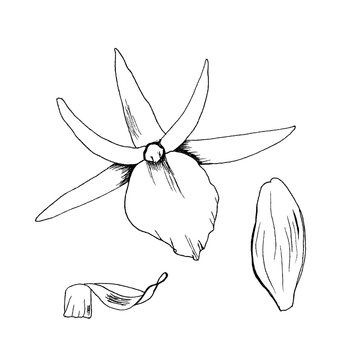 Vector illustration orchid flowers sketch hand drawn with black liner