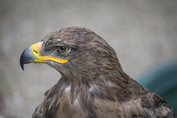 Young hawk in captivity in zoo in summer day
