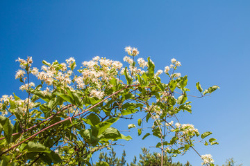 Clematis vitalba
