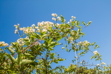 Clematis vitalba