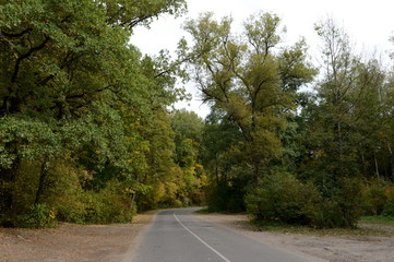 Naklejka premium Autumn road.