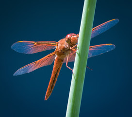 Orange Smiling Dragonfly