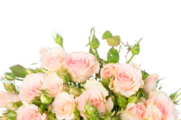 Bunch of pale pink blooming fresh roses with green buds close up isolated on white background