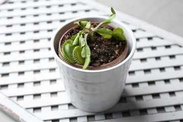 Dionaea muscipula in pot on table