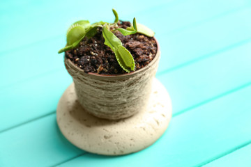 Dionaea muscipula in pot on wooden table