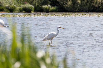 Great egret in a lake in France - Lac de Grand Lieu - France