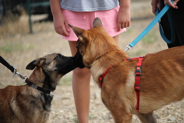 bisous de chiens : trop mignon