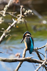 Common Kingfisher, Kingfisher, Alcedo atthis