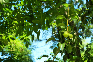 Obraz premium Pears on tree branch in fruit garden