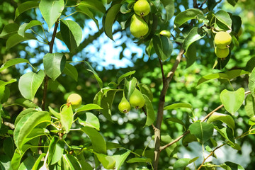 Pears on tree branch in fruit garden