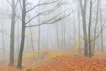 Nebel im Wald und Laub am fallen im Herbst