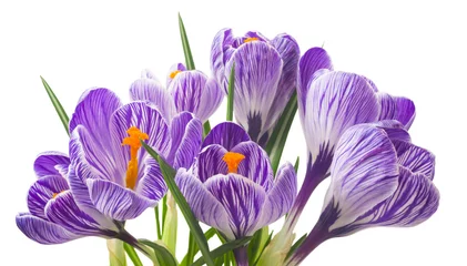 Selbstklebende Fototapete Krokusse Nahaufnahme von schönen Krokussen auf weißem Hintergrund - frische Frühlingsblumen. Violetter Krokusblumenstrauß. (selektiver Fokus)