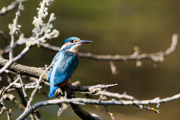 Common Kingfisher, Kingfisher, Alcedo atthis