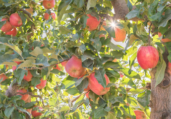 Red apples and golden autumn sunshine in orchard