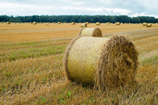 Hay bale. Agriculture field with sky. Rural nature in the farm land. Straw on the meadow. Wheat yellow golden harvest in summer. Countryside natural landscape. Grain crop, harvesting.