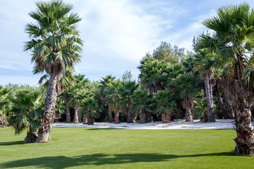 Park with palm trees