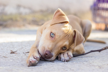 Pit bull puppy playing outdoors