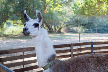 Fototapeta premium petting zoo, with lama