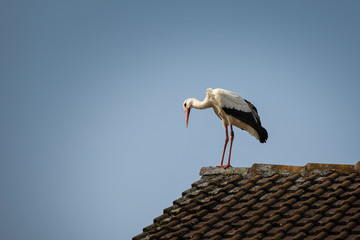 Weißstorch steht auf dem Dach und schaut runter