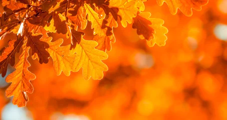 Photo sur Plexiglas Automne autumn leaves, very shallow focus