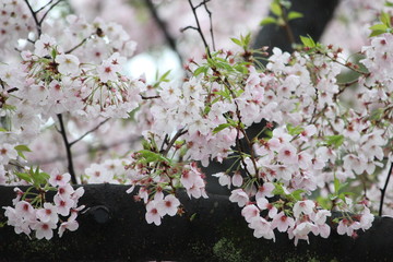 Up close look at many small white and pink flowers 