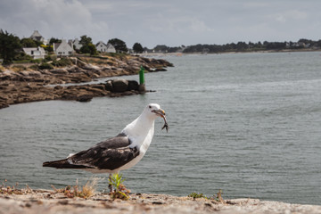 Concarneau (Finistère)