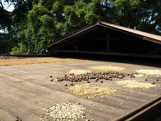 Hawaii Kona Coffee Beans Big Island-7