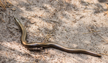 Anguis fragilis, the slowworm, is a legless lizard native to Eurasia. Similar to a snake.