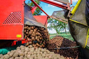 Kartoffelernte - Kartoffeln rollen aus dem Bunker des Vollernters