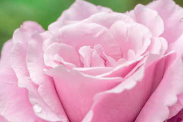 Petals of pink rose in a summer garden, macro
