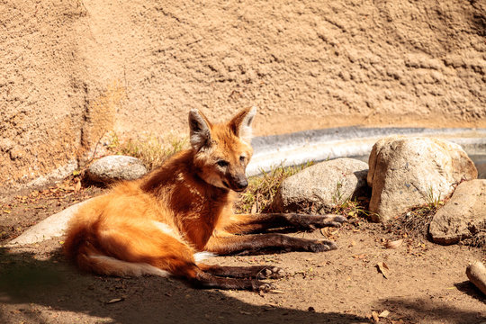Maned wolf Chrysocyon brachyurus