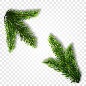 Collection of Fir Branches. Set of Realistic Detailed Christmas tree branches. Symbol of Christmas and New Year isolated on white background for your design. Vector illustration
