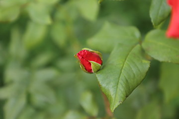 Fototapeta premium red rose flower on the street,colours of love