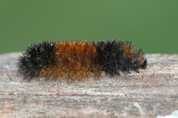 Banded Woolly Bear Caterpillar (Pyrrharctia isabella)