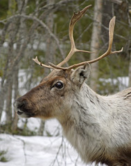 Rein deer